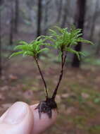 Image of leucolepis umbrella moss