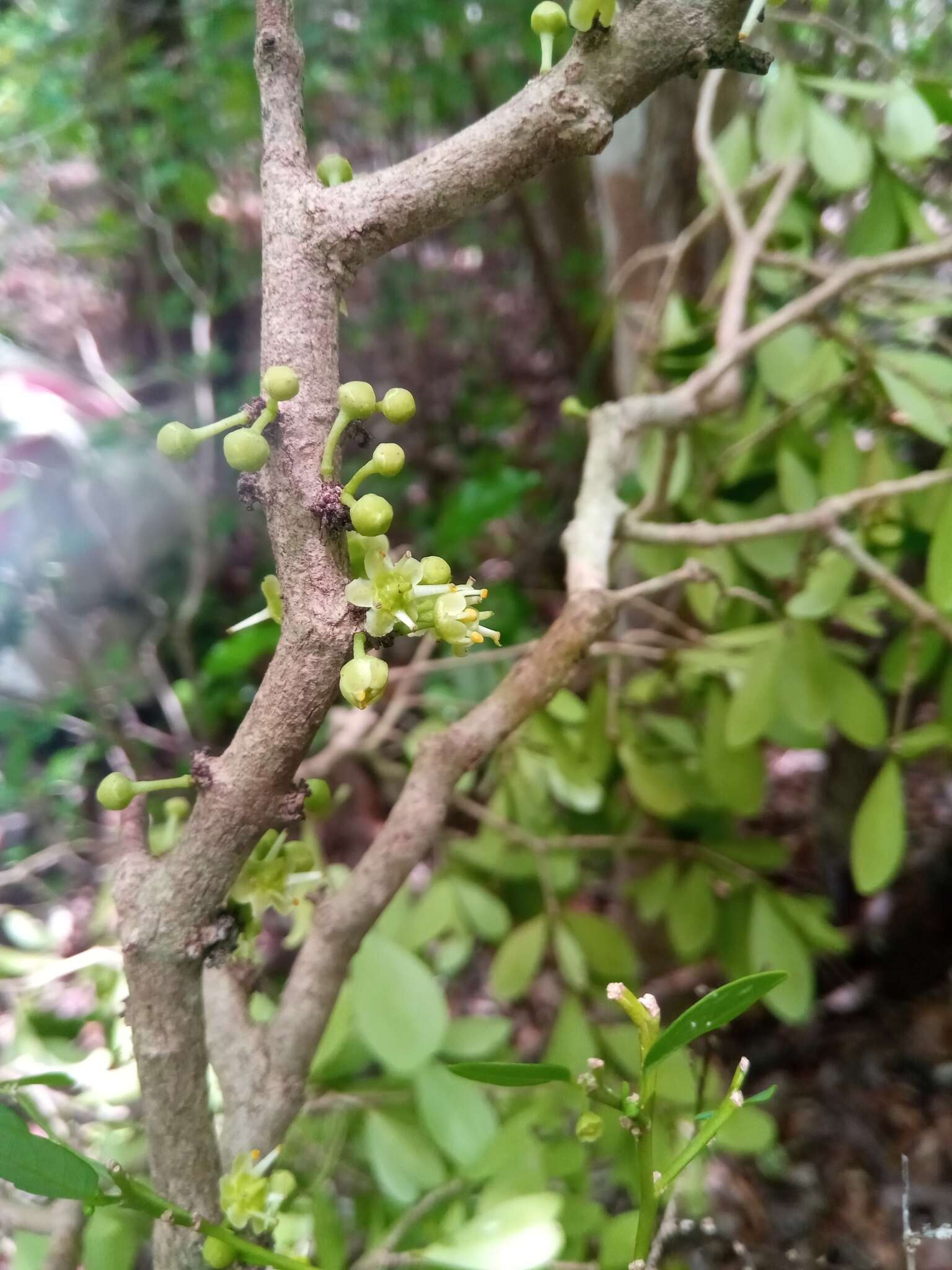 Image of Euonymus pleurostylioides (Loes.) H. Perrier