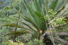 Image of Chestnut Dioon