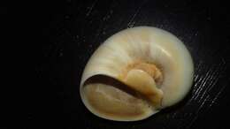 Image of Josephine's moonsnail