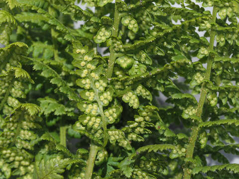 Image of Dryopteris villarii (Bell) Woynar ex Schinz & Thell.