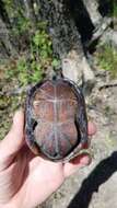 Image of Mississippi mud turtle