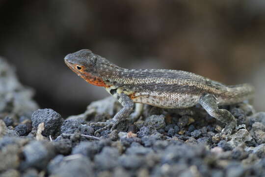 Plancia ëd Microlophus indefatigabilis (Baur 1890)