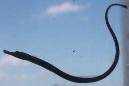 Image of Northern Pipefish