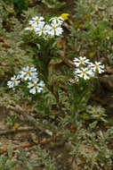 Image of Zaluzianskya villosa F. W. Schmidt