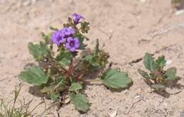 Phacelia pulchella var. gooddingii (Brand) J. T. Howell resmi