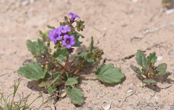 Image of Goodding's phacelia