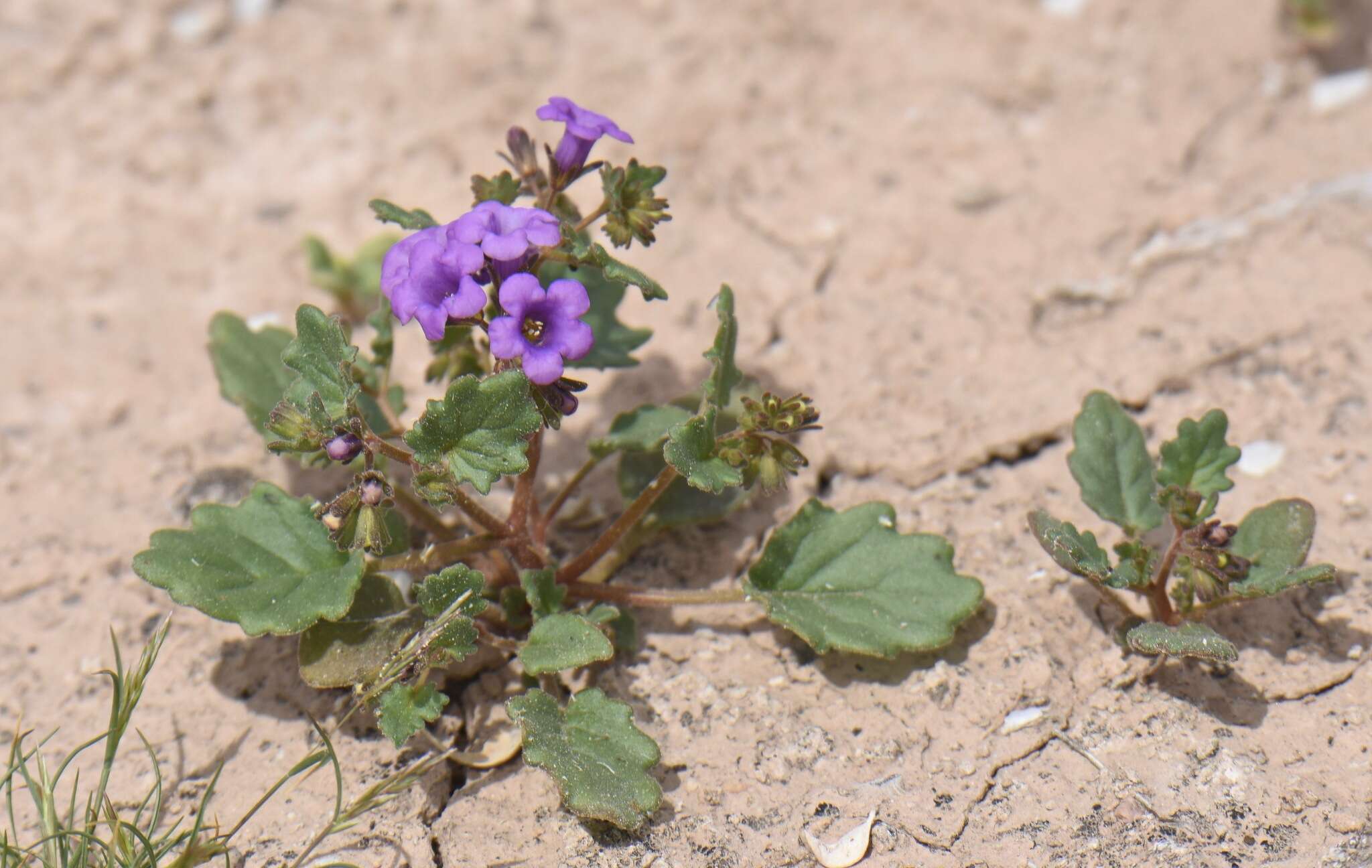 Phacelia pulchella var. gooddingii (Brand) J. T. Howell resmi