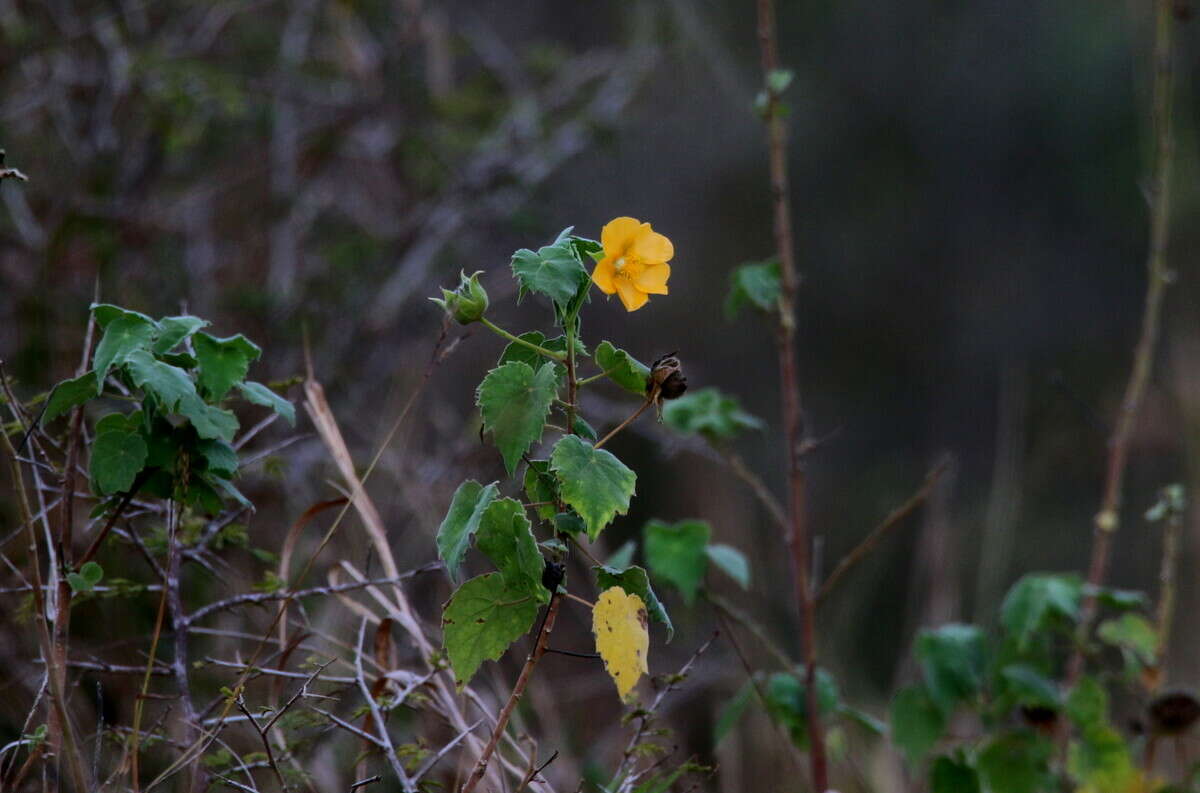 Image of Abutilon grandiflorum G. Don