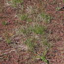 Image of Chewing Fescue