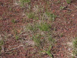 Image of Festuca nigrescens Lam.