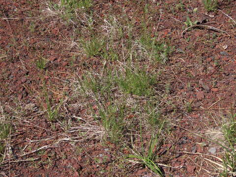 Image of Festuca nigrescens Lam.