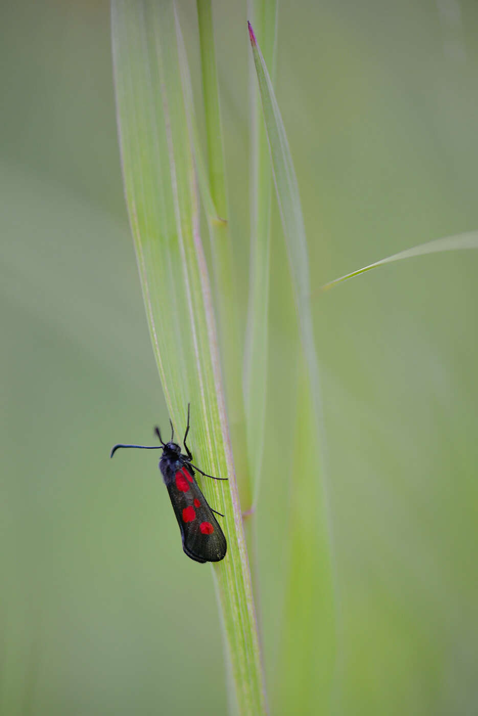 Image of Zygaena lonicerae Scheven 1777