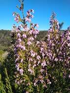 Image of Erica australis L.