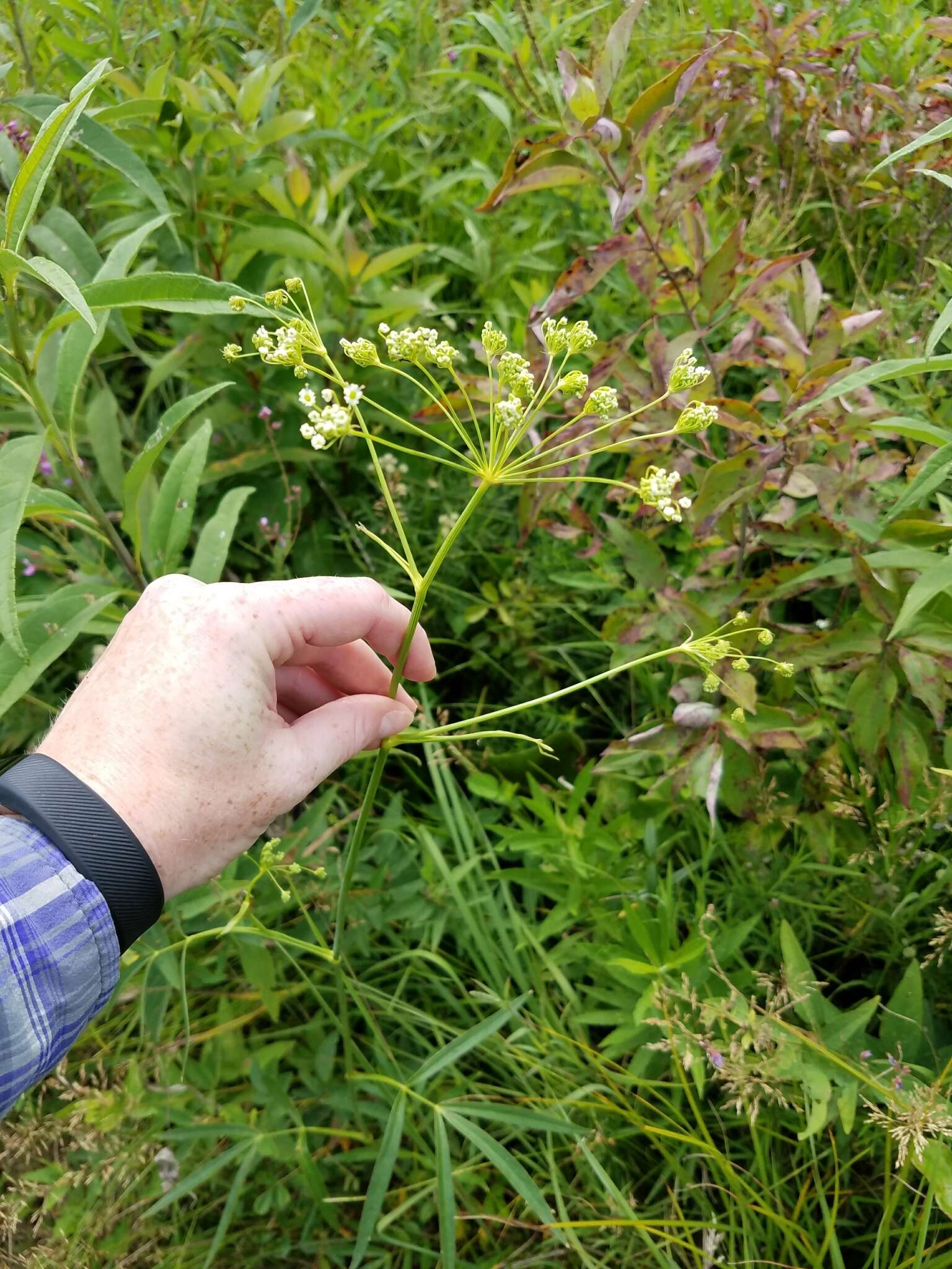 Image of stiff cowbane