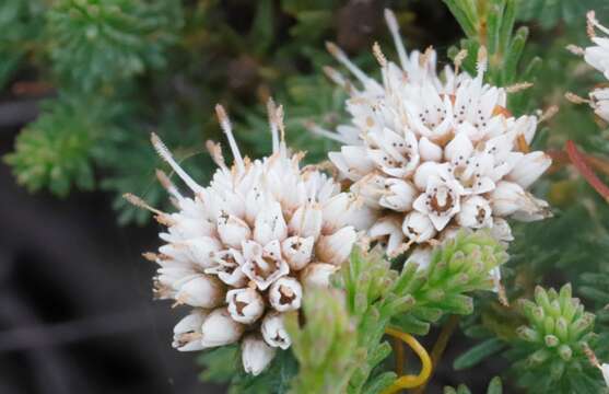 Image of Darwinia diosmoides (DC.) Benth.