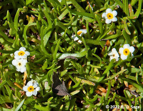 Image de Plagiobothrys corymbosus (Ruiz & Pav.) I. M. Johnst.