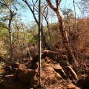 Image of Pilosocereus floccosus subsp. floccosus