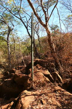 Image of Pilosocereus floccosus (Backeb. & Voll) Byles & G. D. Rowley