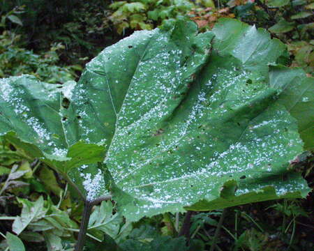 Imagem de Petasites japonicus subsp. giganteus (F. Schmidt ex Trautv.) Kitam.