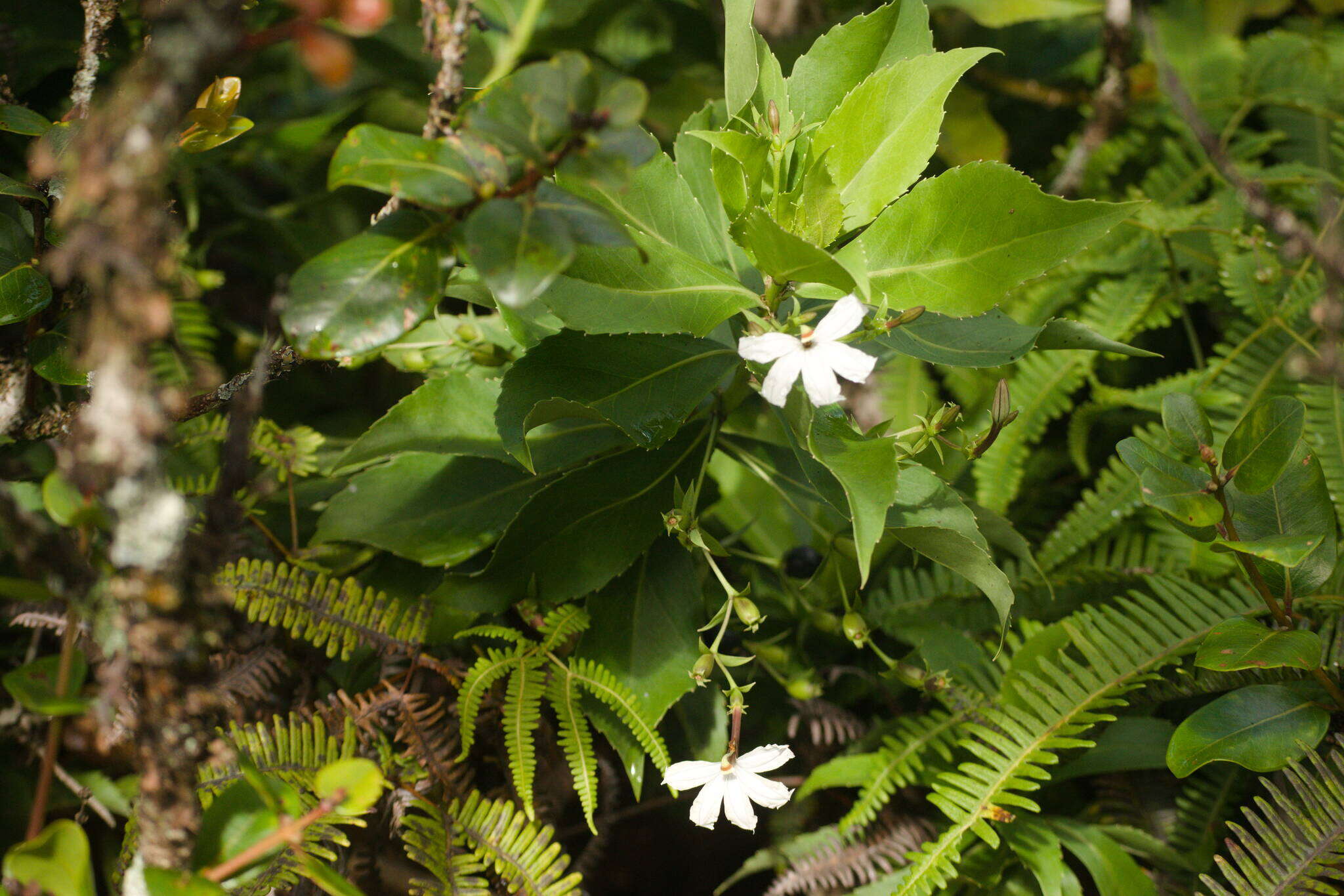 Imagem de Scaevola chamissoniana Gaud.