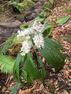 Image of Fringed False Hellebore