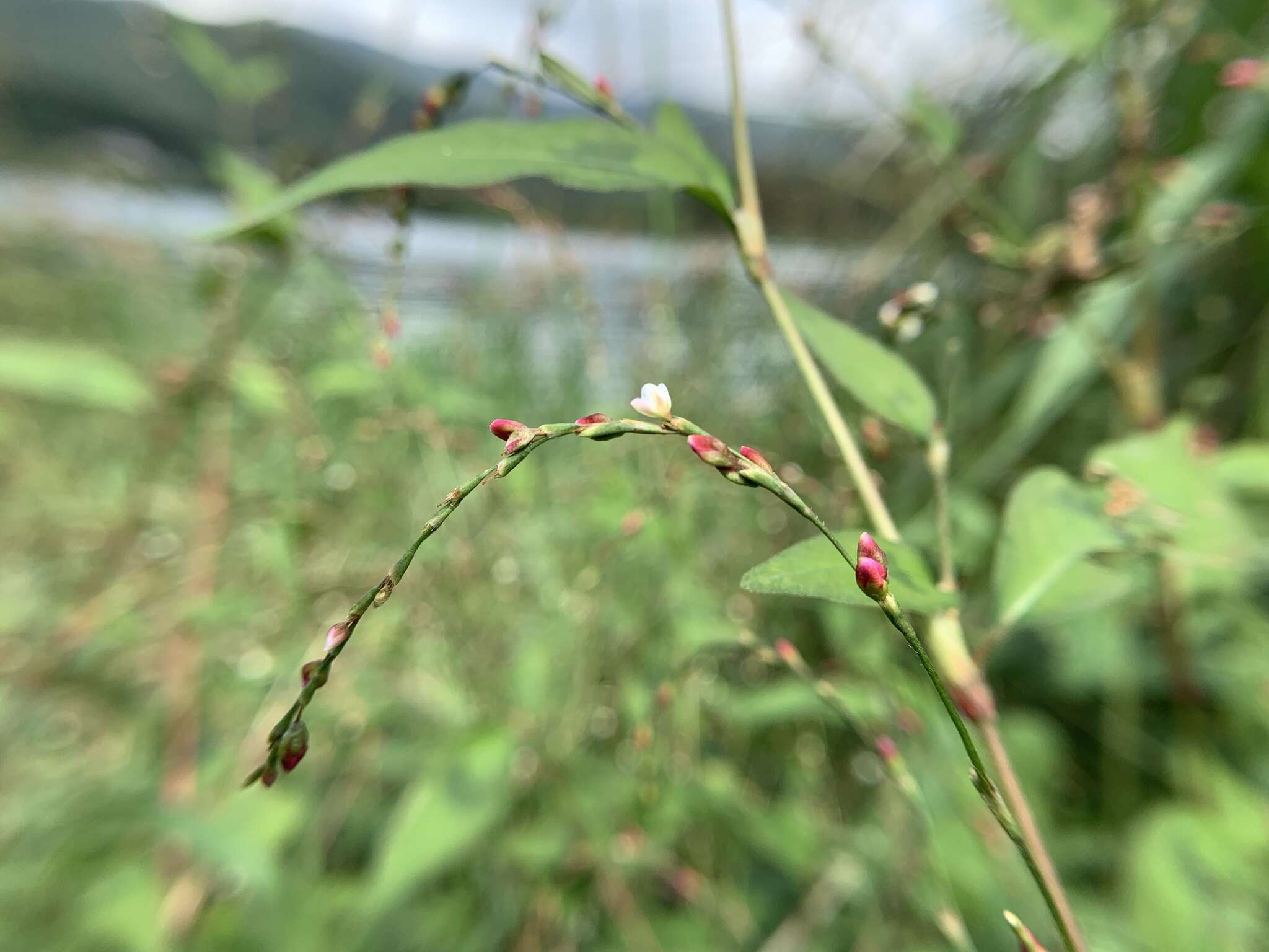 صورة Persicaria pubescens (Bl.) Hara