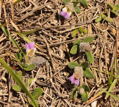 Image of Blepharis integrifolia (L. fil.) E. Mey. & Drege