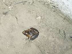 Image of Beautiful Pygmy Frog