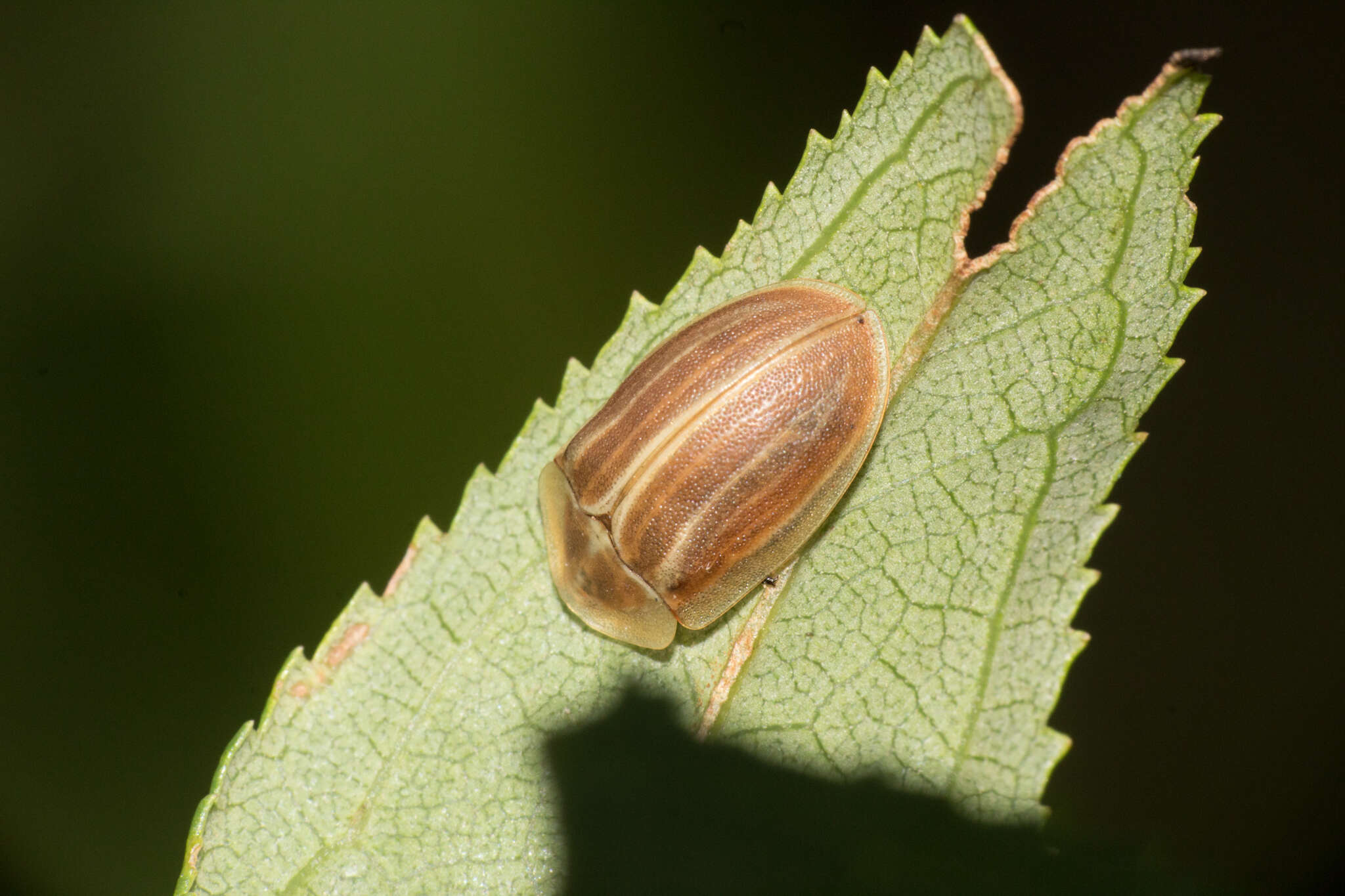 Image of Seepwillow flea beetle