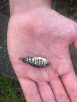 Image of Bahama sheepshead minnow