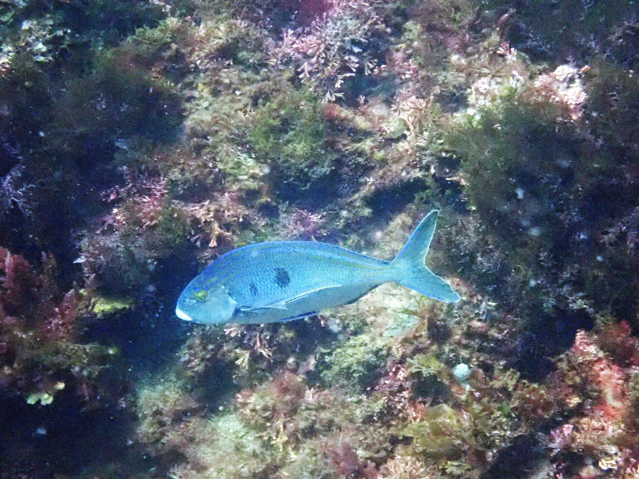 Image of Blue morwong