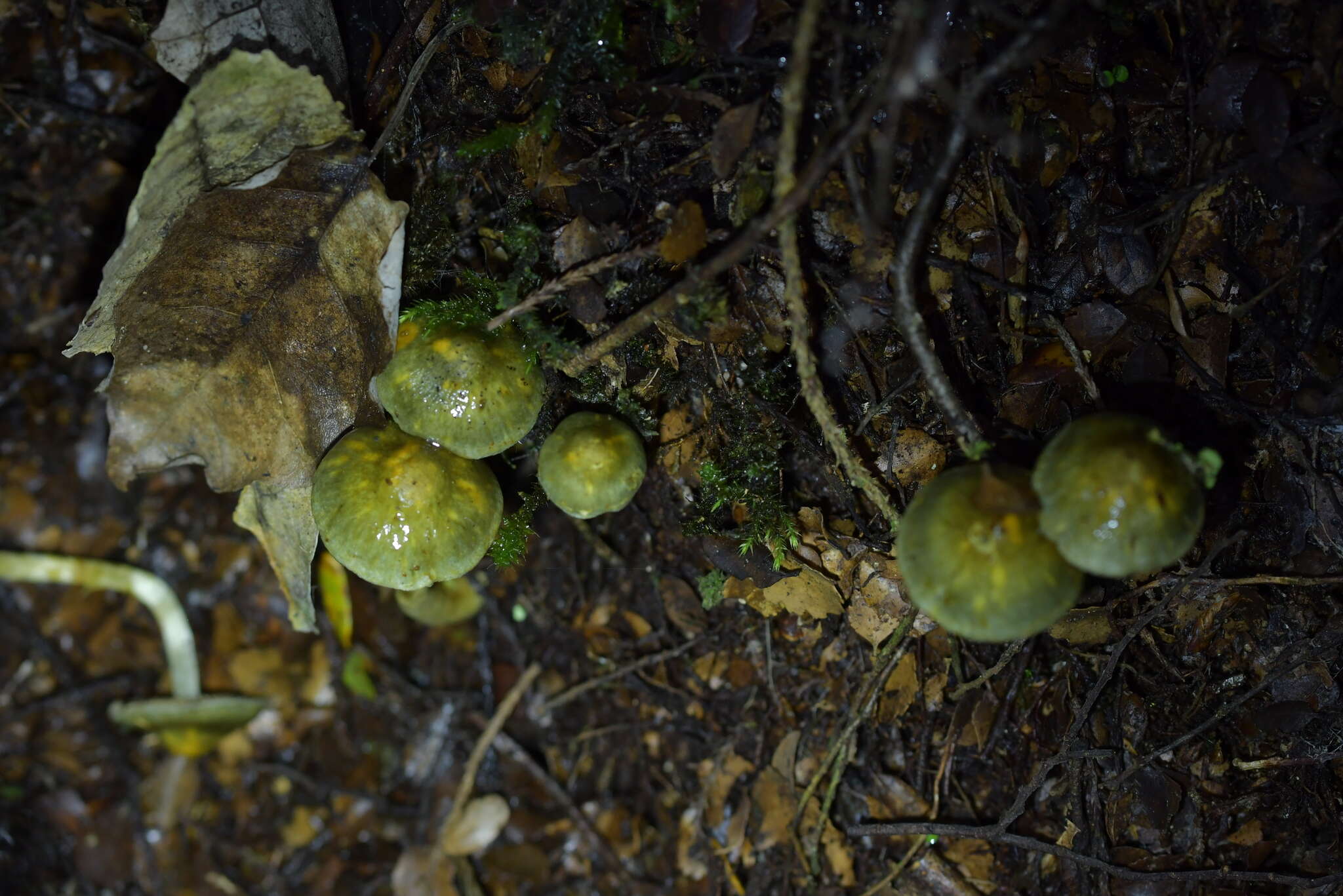 Image of Cortinarius aerugineoconicus E. Horak 1990