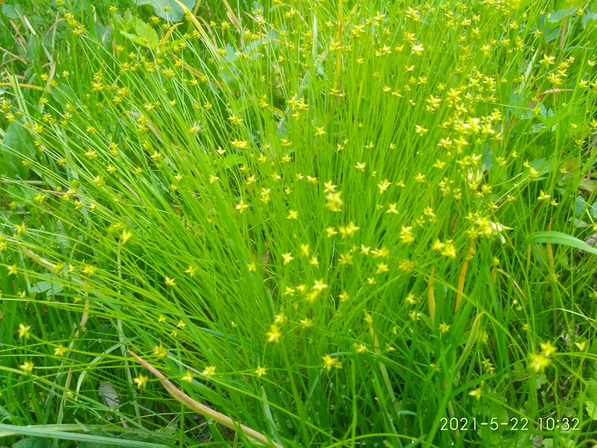 Image of Carex onoei Franch. & Sav.