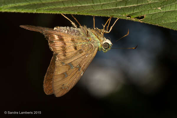 Image of <i>Urbanus velinus</i>