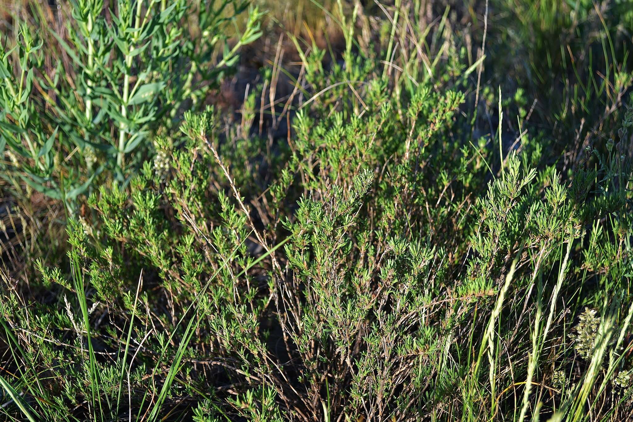 Image of Hyssopus officinalis subsp. montanus (Jord. & Fourr.) Briq.