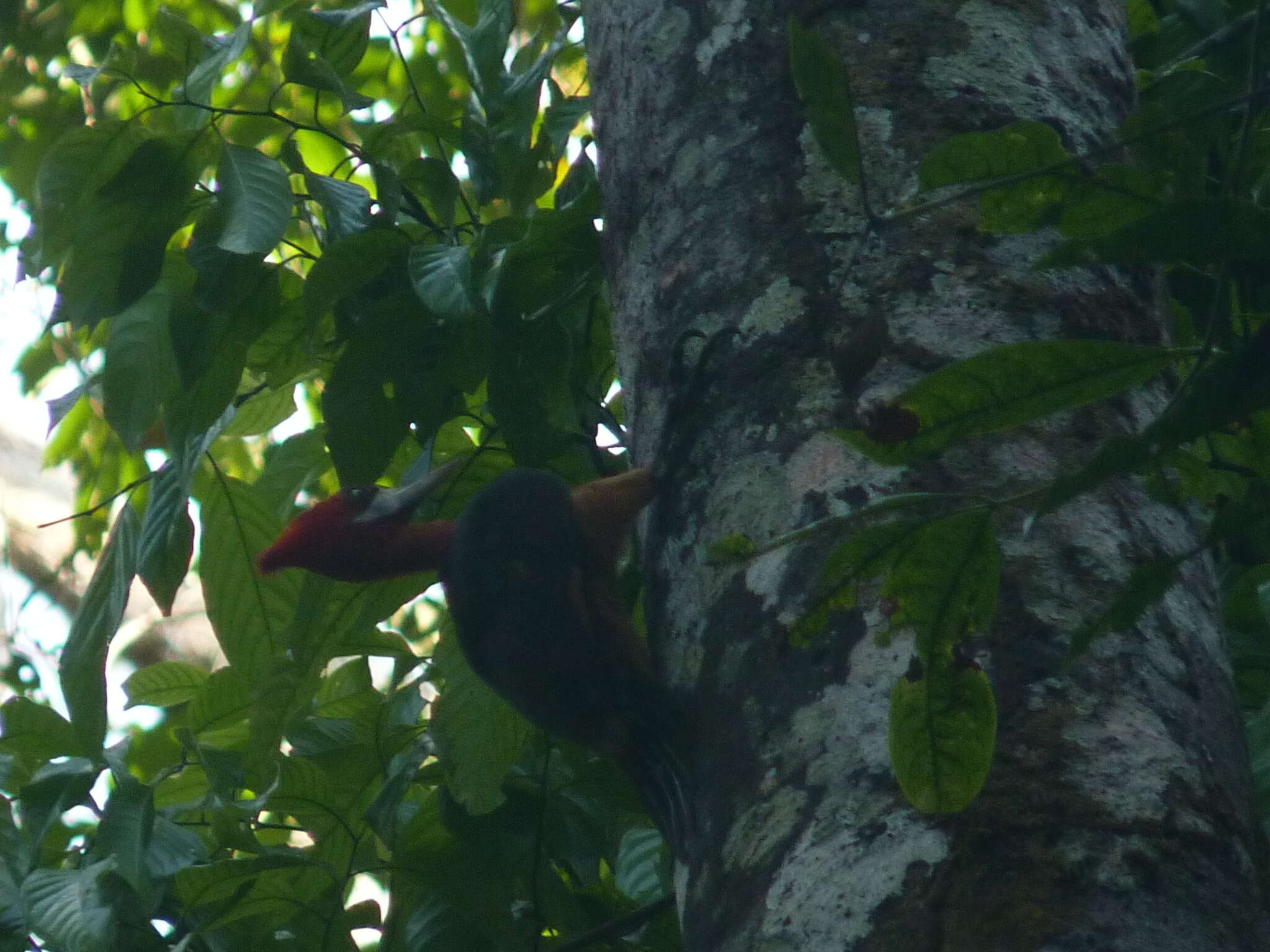 Image of Red-necked Woodpecker