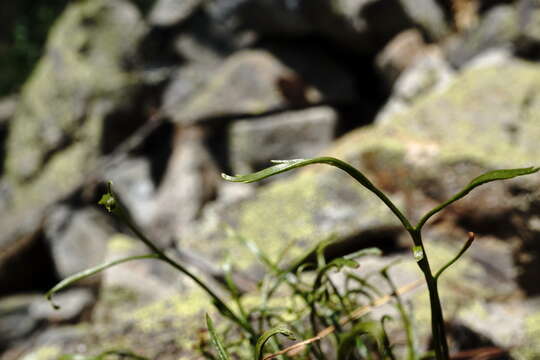 Image of Asplenium septentrionale subsp. caucasicum Fraser-Jenkins & Lovis