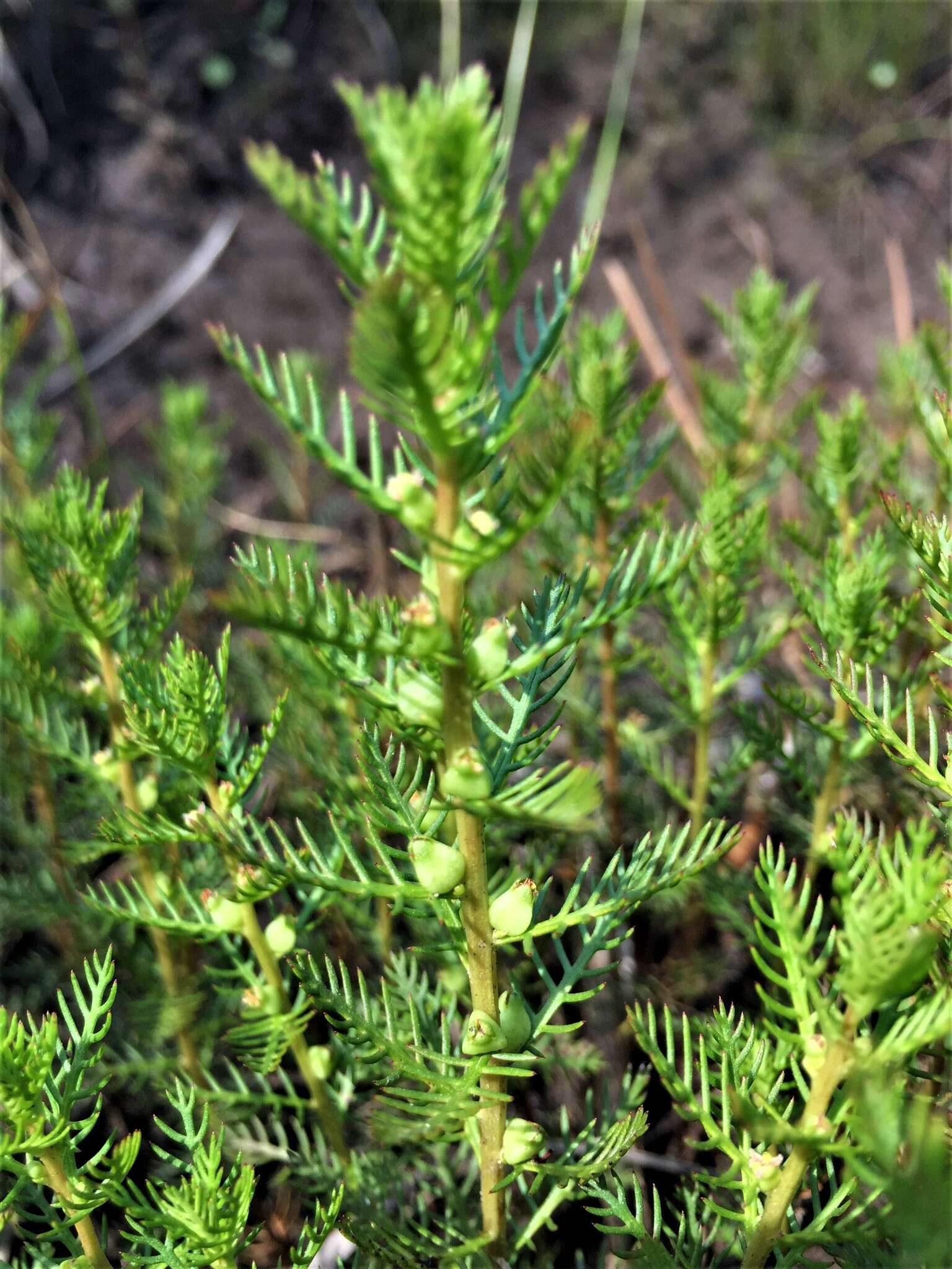 Image of Comb-Leaf Mermaidweed