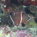 Image of Diagonal-line wrasse