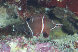 Image of Diagonal-line wrasse