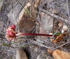 Imagem de Haemanthus sanguineus Jacq.