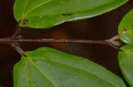 Rhodamnia sessiliflora Benth. resmi