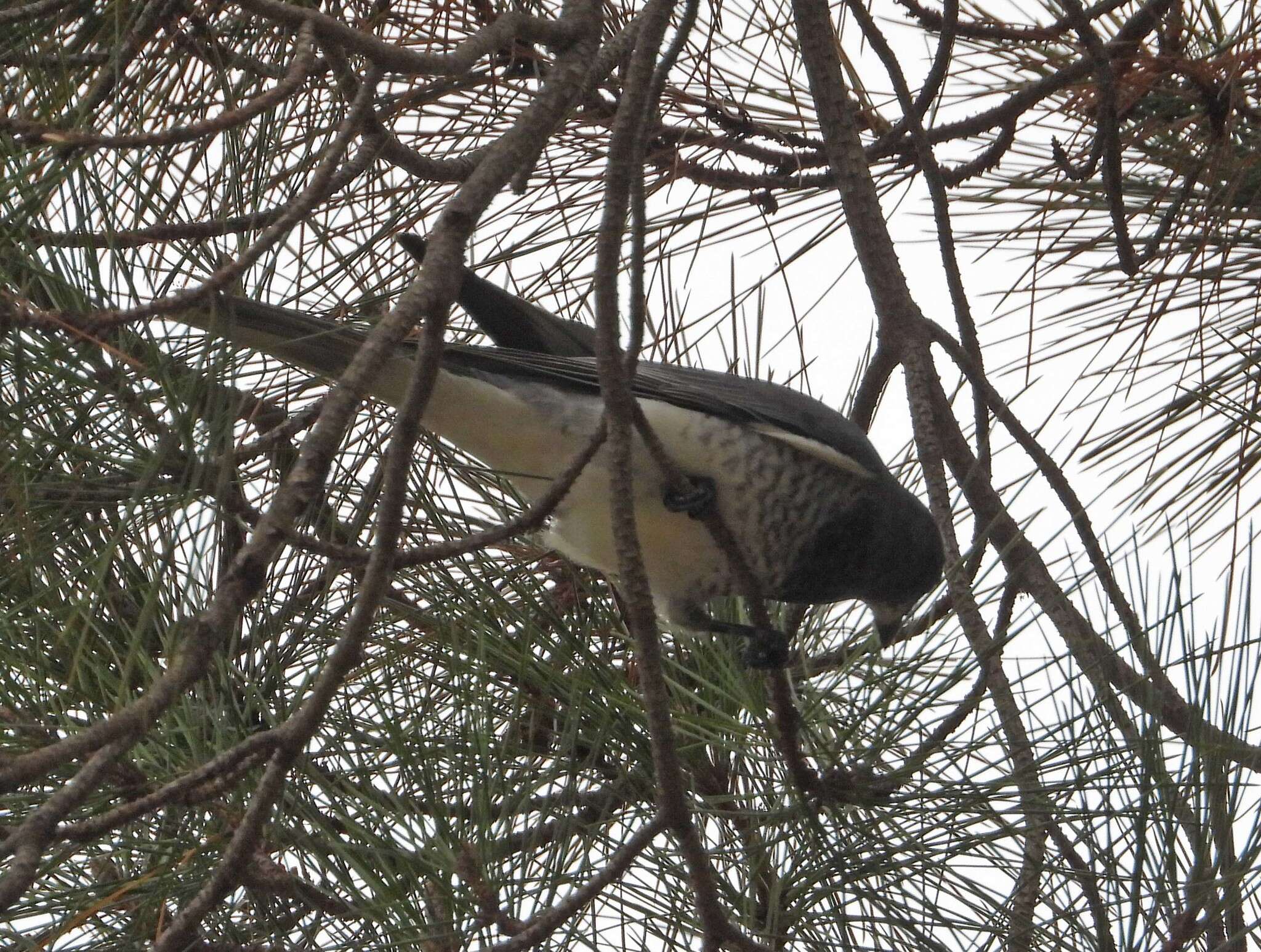 Imagem de Coracina papuensis robusta (Latham 1801)