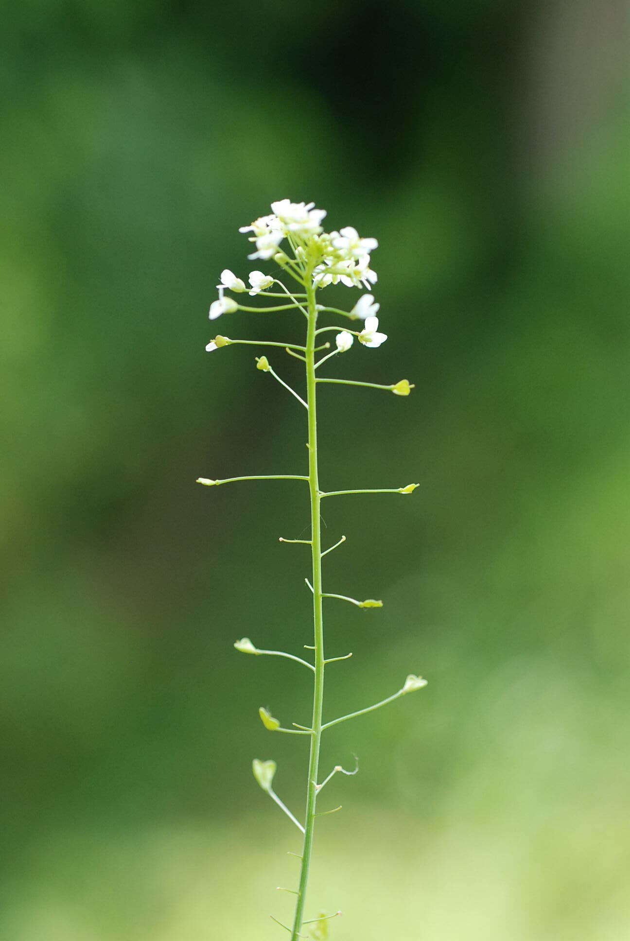 Image of Capsella grandiflora (Fauché & Chaub.) Boiss.