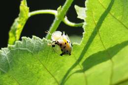 Image of Asian Spotted Tortoise Beetle