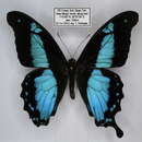 Papilio charopus Westwood (1843) resmi