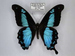 Papilio charopus Westwood (1843) resmi