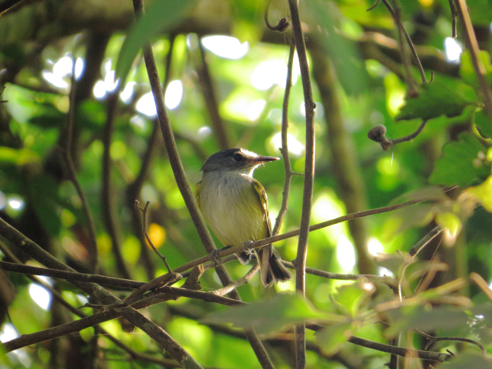 Image of Slate-headed Tody-Flycatcher