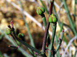 Image of Euphorbia tenax Burch.